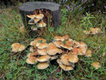 Scottish Mushrooms